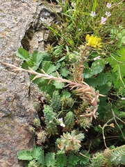 Petrosedum orientale