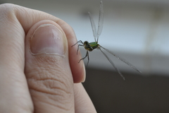 Lestes sponsa
