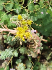 Petrosedum orientale