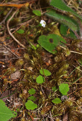 Lagenophora strangulata