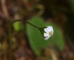 Lagenophora strangulata