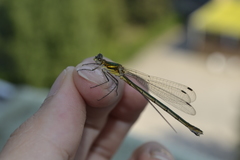 Lestes sponsa