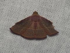 Eublemma latericolor