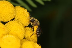 Colletes