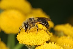 Colletes