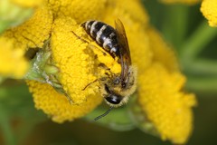 Colletes