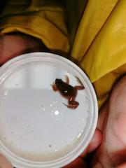 Microbatrachella capensis