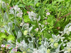 Cynoglossum cheirifolium
