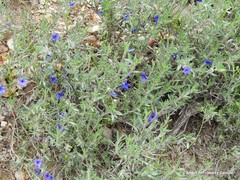 Lithodora fruticosa