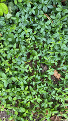 Vinca minor