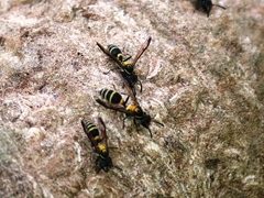 Polybia occidentalis bohemani