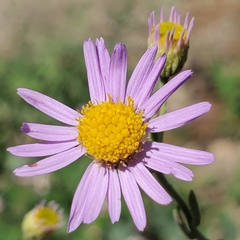 Erigeron breweri breweri
