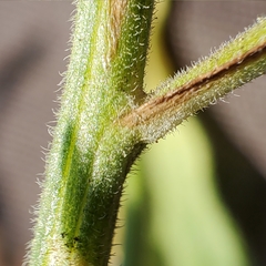 Erigeron breweri breweri