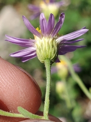Erigeron breweri breweri