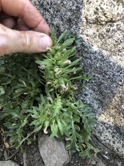 Pedicularis semibarbata