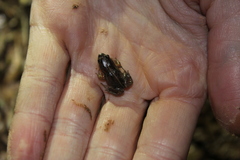 Cacosternum australis