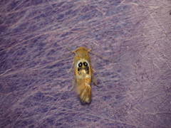 Hieromantis ephodophora