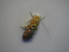 Hieromantis ephodophora