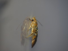 Hieromantis ephodophora