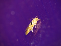 Hieromantis ephodophora