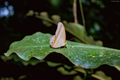 Coelites euptychioides