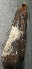 Pithyllis metachryseis