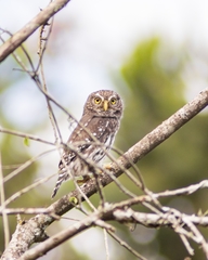 Glaucidium brasilianum
