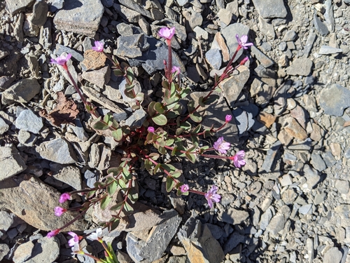 Image of Epilobium clavatum by (c) John A Haskins, some rights reserved (CC BY)