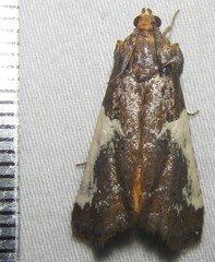 Pithyllis metachryseis