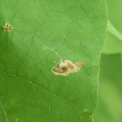 Amauromyza pleuralis