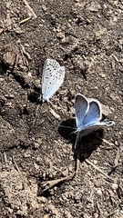 Plebejus anna