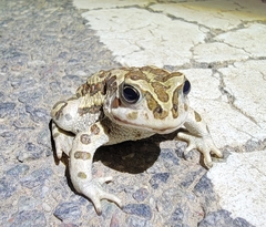 Strauchbufo raddei