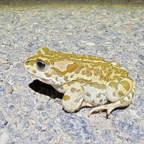 Mongolian Toad