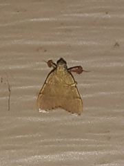 Basacallis tarachodes