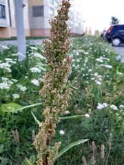 Rumex pseudonatronatus