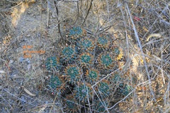 Mammillaria magnimamma