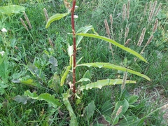 Rumex pseudonatronatus