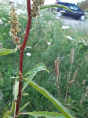 Rumex pseudonatronatus