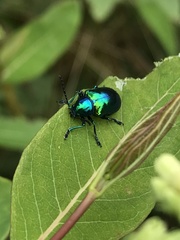 Chrysochus