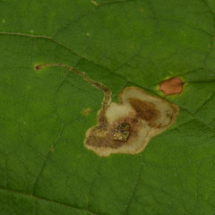 Amauromyza pleuralis