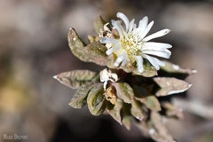 Delosperma ecklonis