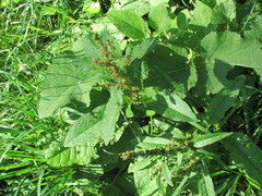 Rumex obtusifolius