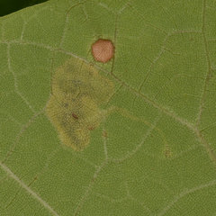 Amauromyza pleuralis