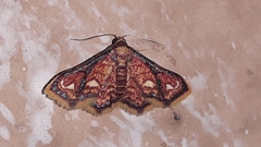 Enispa rosellus