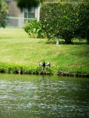 Anhinga anhinga