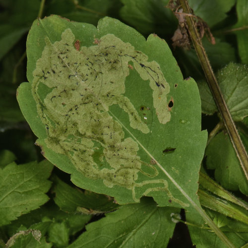 Jewelweed Leaf-miner Fly photo 3