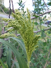 Panicum miliaceum