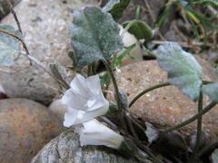 Convolvulus verecundus