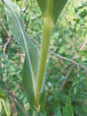 Panicum miliaceum