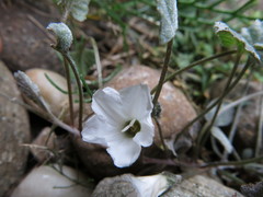 Convolvulus verecundus